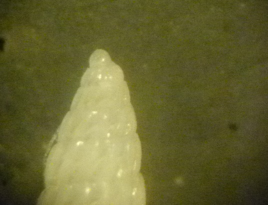 Turbonilla da deter.